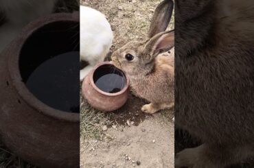Funny Cute Rabbit Video #rabbit #bunny #cute #viral #funny #shorts