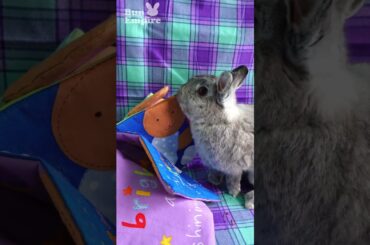 BEST Bunny Reading Buddies