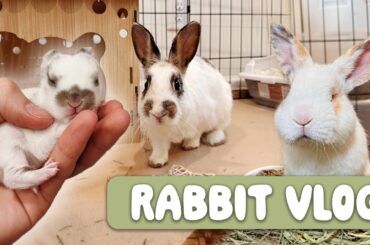 Rehoming Rabbits, Baby Bunny Updates, and New Cages!