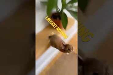 ADORABLE Baby Bunny Immediately Regrets Eating My Plants  #rabbit #bunny