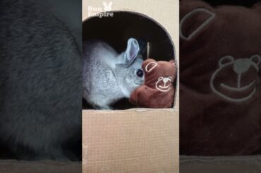 Bunny In Cubby With Teddy
