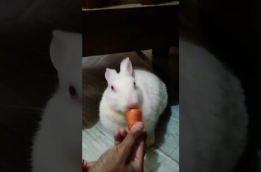 #cute #rabbit #shortsfeed #shorts