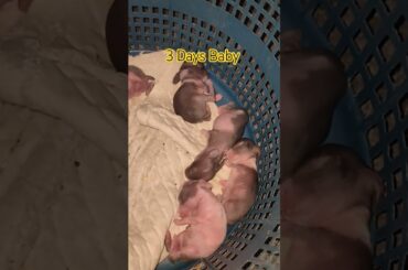 Cute Rabbit Babys 3 Days #shortsfeed #rabbit #babyrabbit #shots #viralvideos #trending #viral