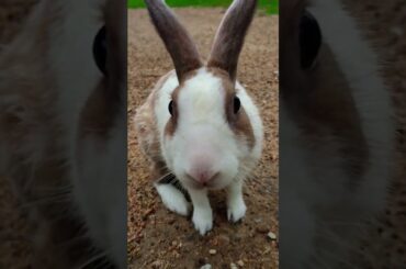 #cat #cute #trending #rabbit #mybunny #viral #bunny #reels #cute #pets #animals #funny #instacute