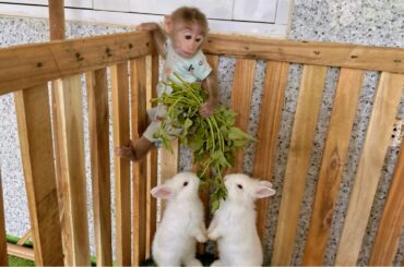 Lulu’s Clever Solution When She Sees the Baby Rabbits Hungry