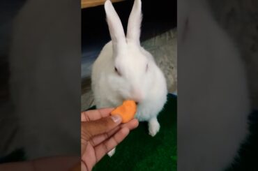 #cute #rabbit #shortsfeed #shorts