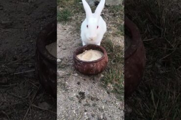 Funny Rabbit Video #shorts #funny #yt #bunny #cute #rabbit #funny