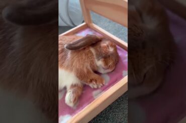 I Love Rabbits #rabbit #bunny #pets #petcare #petvideos #mycuterabbit #shorts