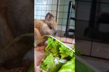 ASMR Cute Bunny Nibbling Lettuce Sounds