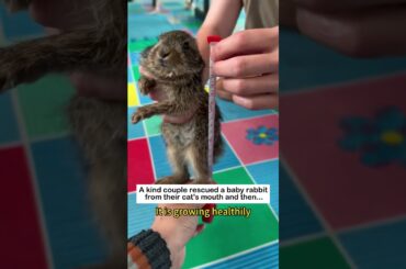 Bunny's Warmth #animals #wildliferescue #lovestory #cute #rescueefforts #rescue #bunny #rabbit