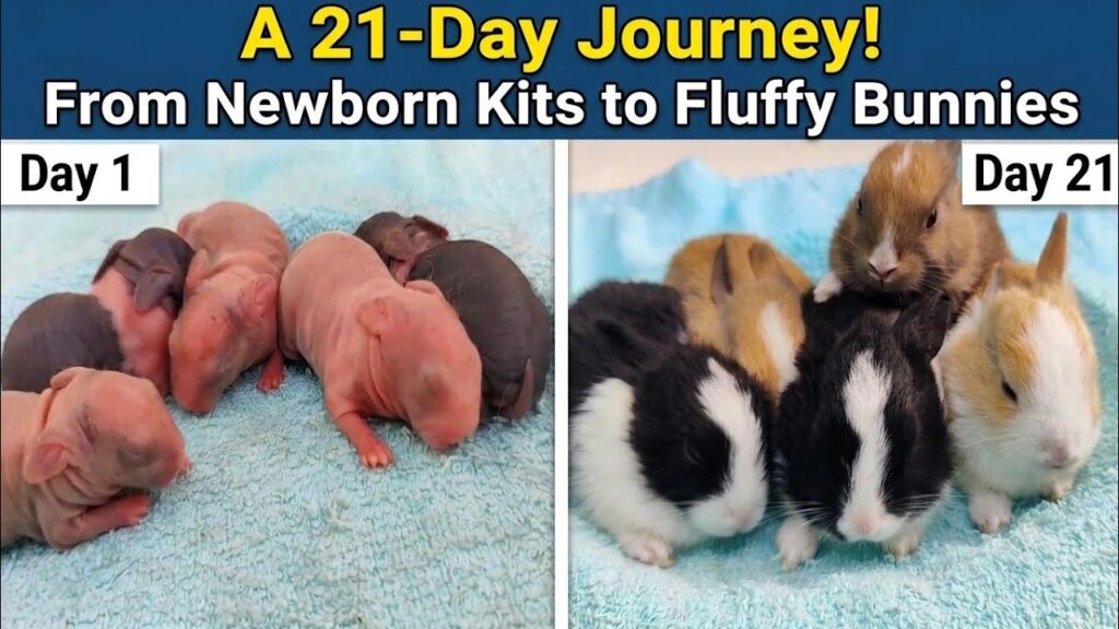 Watch 5 Baby Rabbits Grow: Newborn vs 21 Days Old Cute Bunnies