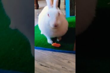 #cute #rabbit #shortsfeed #shorts