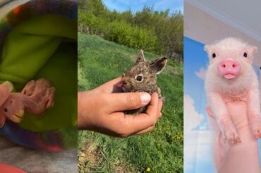 Bird Rabbit Pig #love #lovestory #rescue #wildliferescue #birds #rabbit #pig #cute #animals