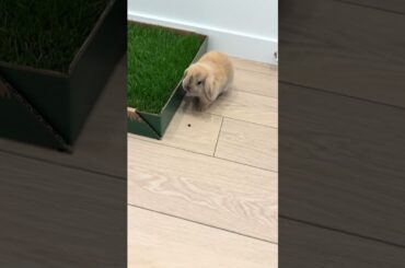 Bunny litter box 2.0