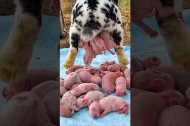 Rabbit Growth - Baby Animals 1 To 30 Days