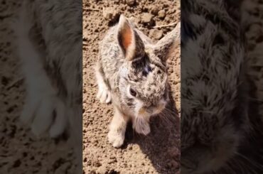 Wild bunny screaming #cute #wildlife #rabbit