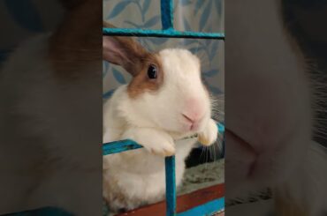 #cat #mybunny #rabbit #reels #viral #cute #trending #pets #bunny #funny #fifaworldcup #ronaldo #love