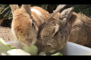 These cute bunny siblings are pressing their faces together so close, they might just become one!