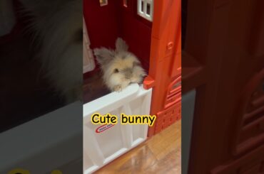 Cute bunny playing in the little house! #cuteanimals