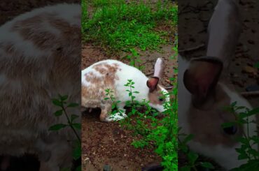 #cute #rabbit #reels #viral #cat #animals #pets #funny #trending #love song#comedy #money #dog #yt
