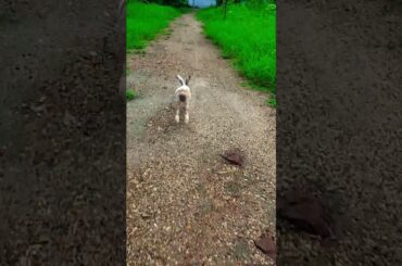 #cat #rabbit #reels #viral #cute #bunny #animals #pets #funny #trending #comedy #song #yt #dog #kids