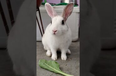 Cute bunny video Kuku #kuku #bunny #ai #aivideo #rabbit