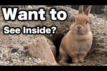 The Rabbit Came to Show Me Her Finished Burrow