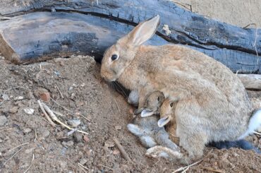 Wild Rabbit Raising: 8 Baby Kits Nursing in Nature (Day 20)