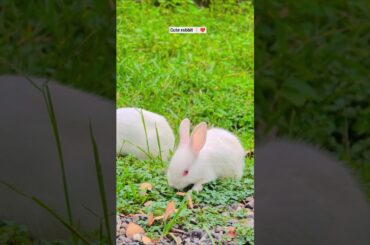 Viralvideo#mycuterabbit#youtubeshorts#mybunny#pets#cute#shortsfeed#shortvideo