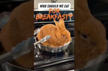 Bunny for Breakfast!  #bunnies #rabbit #bunny #funny #rabbits #pets #cute #cutebunny #animals #short