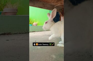 Viralvideo#mycutebunny#youtubeshorts#mycuterabbit#pets#cute#shortfeed#shortvideo