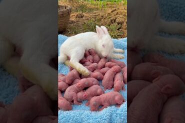 Rabbit Baby - Cute Baby Animals 1 To 40 Days
