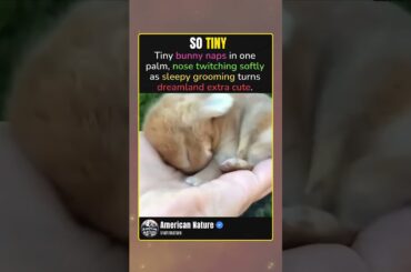 BUNNY DREAMS IN PALM