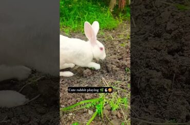 Trendingvideo#mycutebunny#khargosh#rabbit#youtubeshorts#pets#animals #cuterabbit#shortsfeed#petcare