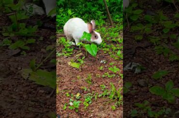 #rabbit #ronaldo #mybunny #bunny #cute #funny #pets #pets #fifaworldcup #cutebunny