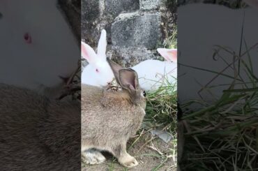 Cute Rabbit Video #rabbit #cute #bunny #viral #pets #shorts