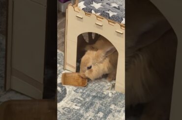Gorgeous Gina enjoying her treato #bunny #rabbit #pets #cute #cutepets #adorable #love #cutebunny