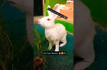 Viralvideo#mycutebunny#youtubeshorts#mycuterabbit#pets#cute#shortfeed#shortvideo
