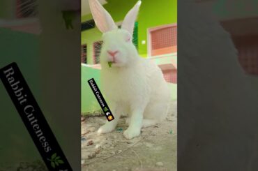 "Cute Bunny" #rabbit #mybunny #cutepet #cute #pets #funny #bunny #animals #memes  #cutebunny