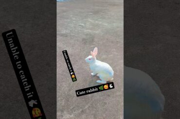 Viralvideo#mycutebunny#youtubeshorts#mycuterabbit#pets#animals#cute#shortfeed#shortvideo