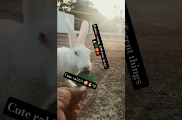 "Cute Bunny" #rabbit #mybunny #cutepet #cute #pets #funny #bunny #animals #memes  #cutebunny