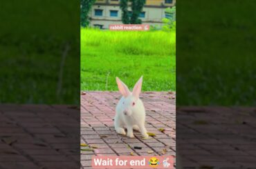 Viralvideo#mycuterabbit#youtubeshorts#mybunny#pets#cute#shortsfeed#shortvideo