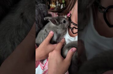 All the baby bunnies!! #pets #pet #bunny #rabbit #babybunny #babyrabbit #cute #fun #girl #fluffy