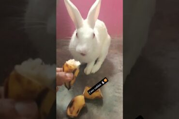 "Cute Bunny" #rabbit #mybunny #cutepet #cute #pets #funny #bunny #animals #memes  #cutebunny