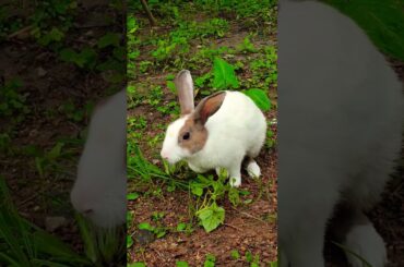 #rabbit #cute #bunny #pets #shortvideo #shortsfeed #funny #youtubeshorts #viralvideo #cat #dog #love