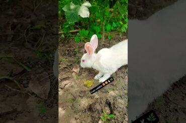 Viralvideo#mycutebunny#youtubeshorts#mycuterabbit#pets#animals#cute#shortfeed#shortvideo