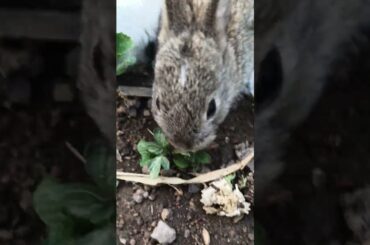 Cute baby Rabbit #rabbit #cute #shorts