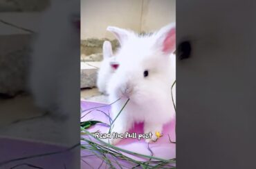 #bunny #cutebunny #rabbits