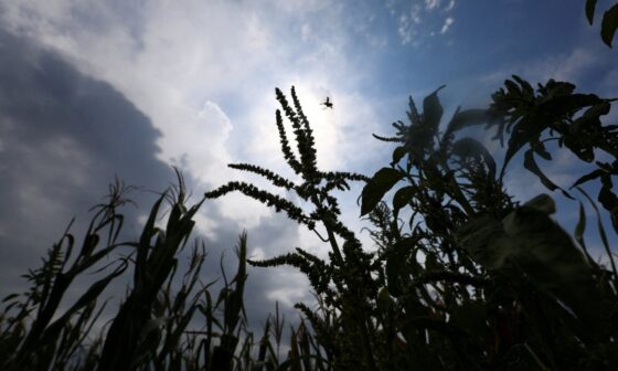 Weather, war send global food prices to over 3-year high in July