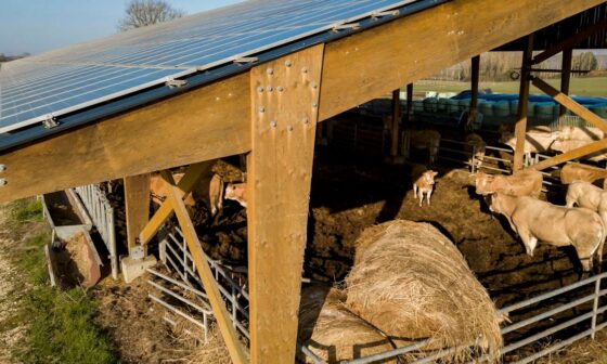Creator rebuts anti-solar meme, says US cattle farms drain water, and can share land with panels